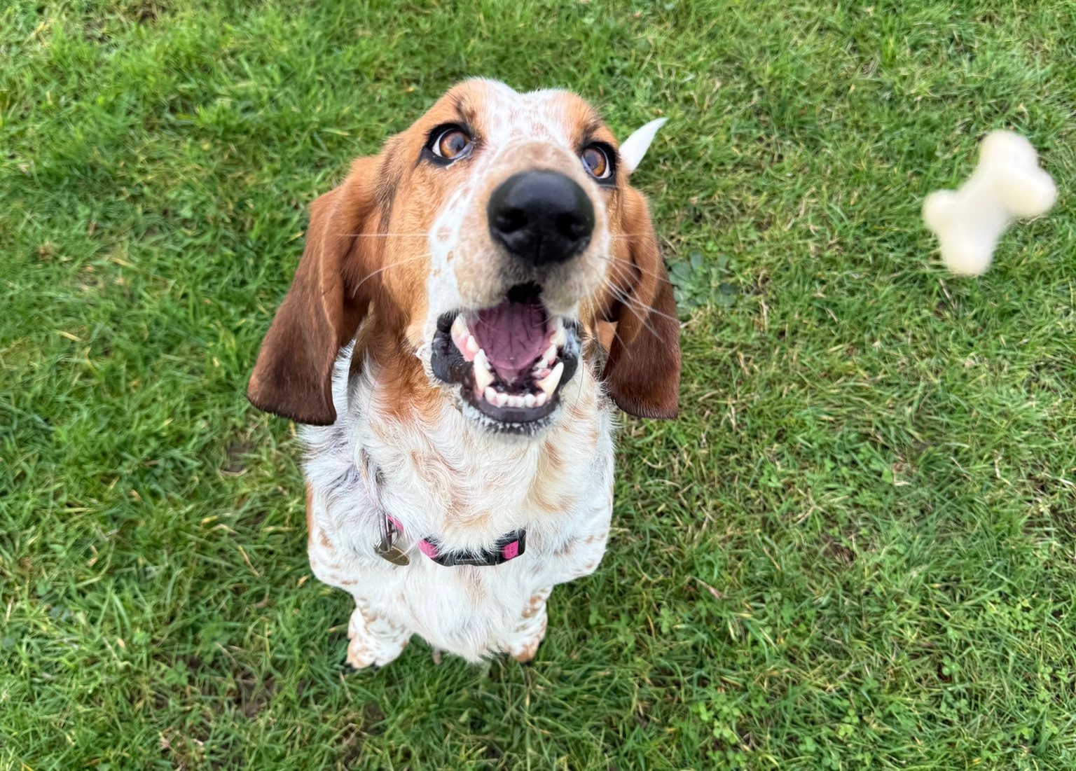 Mabel catching a treat